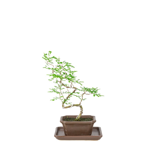 Vachellia nilotica Bonsai (Egyptisk akacie) i brun rektangulær potte, højde ~28cm