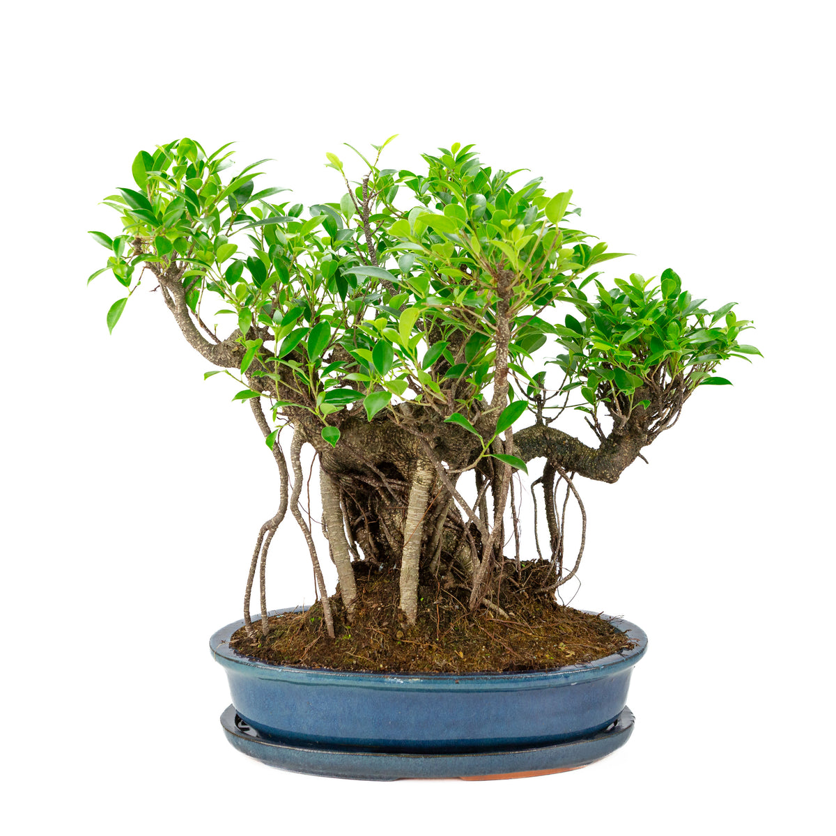 Ficus retusa Bonsai i blå oval krukke, højde ~47cm