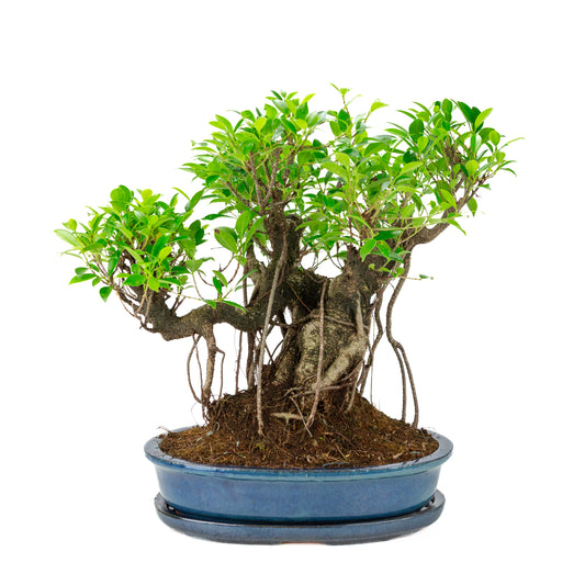 Ficus retusa Bonsai i blå oval krukke, højde ~47cm