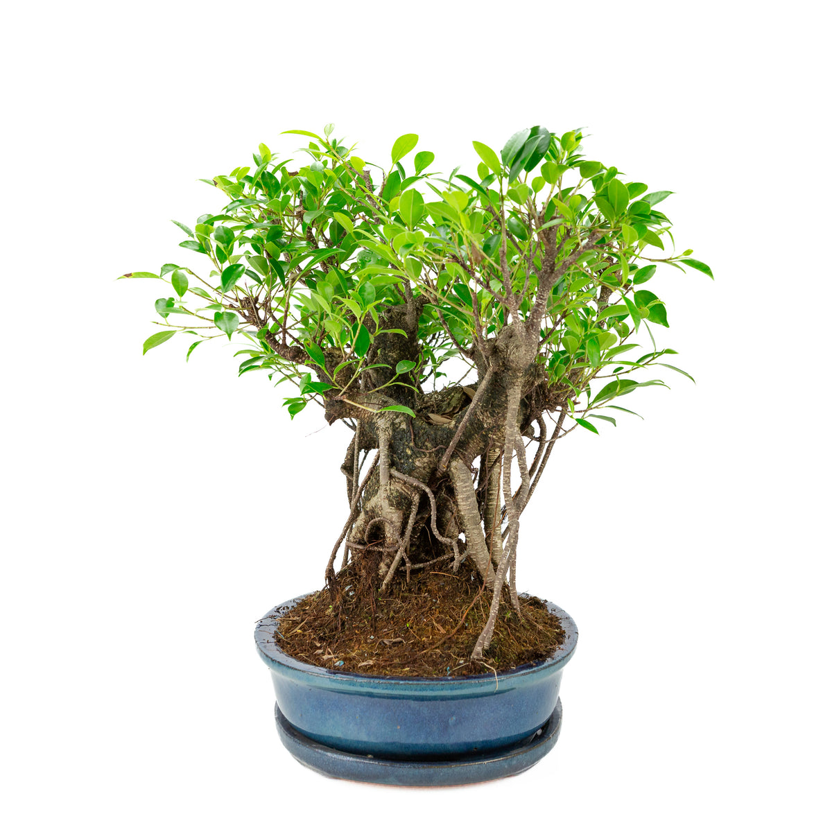 Ficus retusa Bonsai i blå oval krukke, højde ~47cm