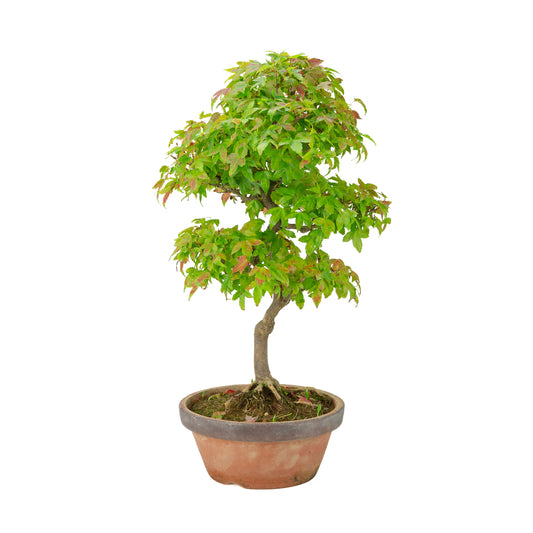 Acer buergerianum (tretandet ahorn) i terrakottakrukke, højde ~46 cm