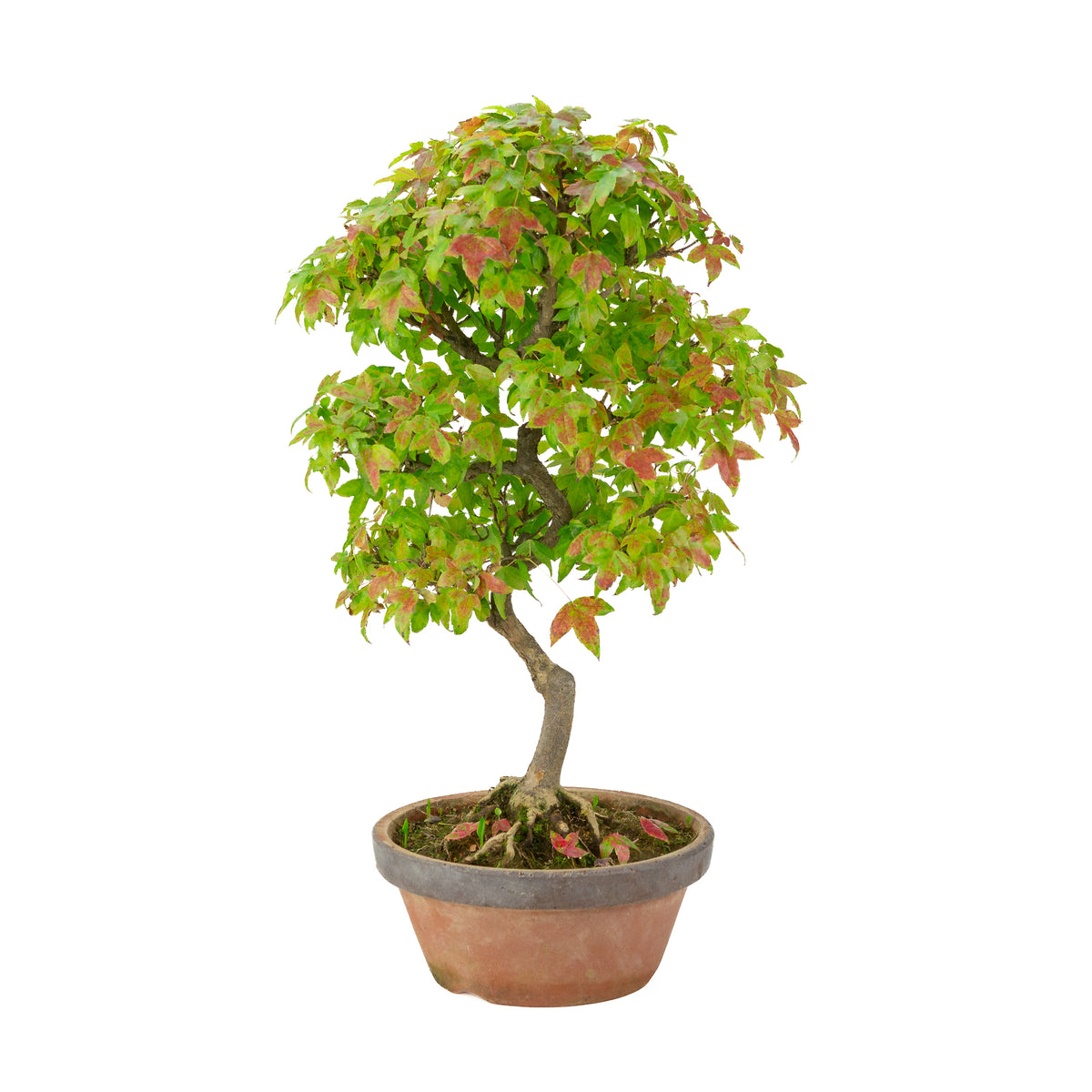 Acer buergerianum (tretandet ahorn) i terrakottakrukke, højde ~46 cm