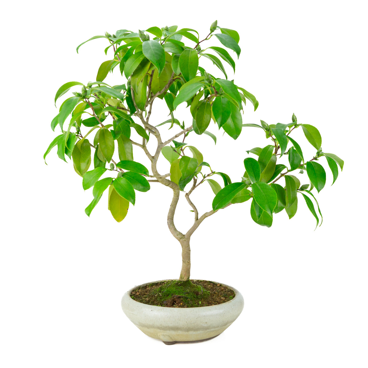 Camellia japonica (japansk rose) i rund creme-farvet krukke, højde ~49cm