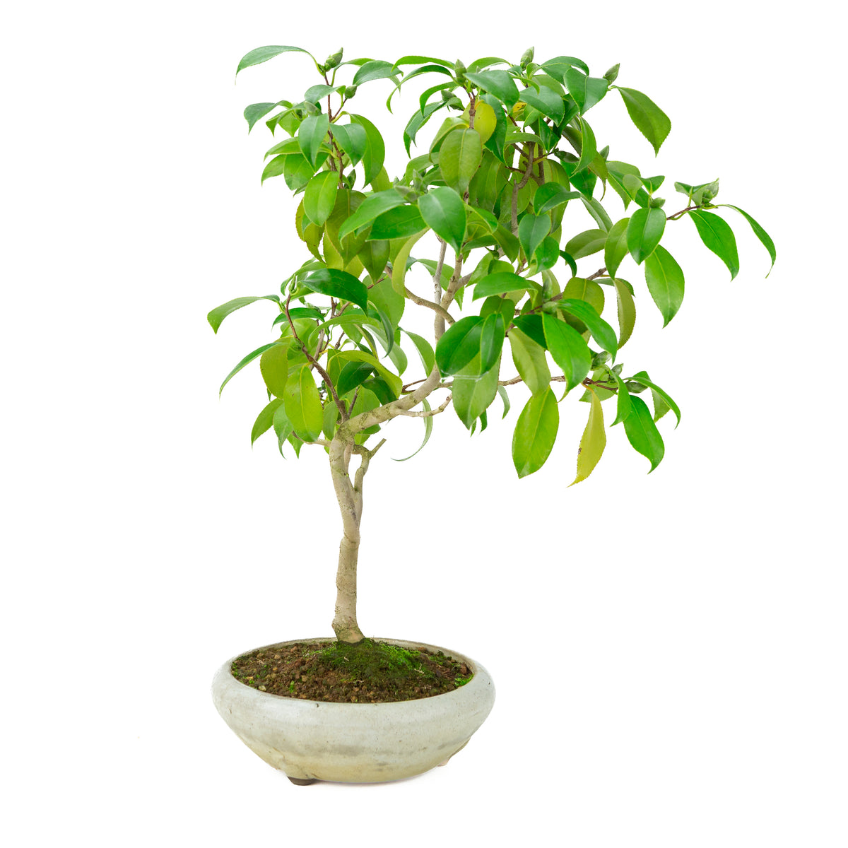 Camellia japonica (japansk rose) i rund creme-farvet krukke, højde ~49cm