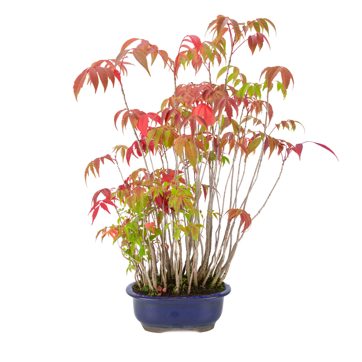 Rhus succedanea (Japansk voks-sumak) blå oval krukke, højde ~47cm