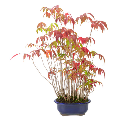 Rhus succedanea (Japansk voks-sumak) blå oval krukke, højde ~47cm