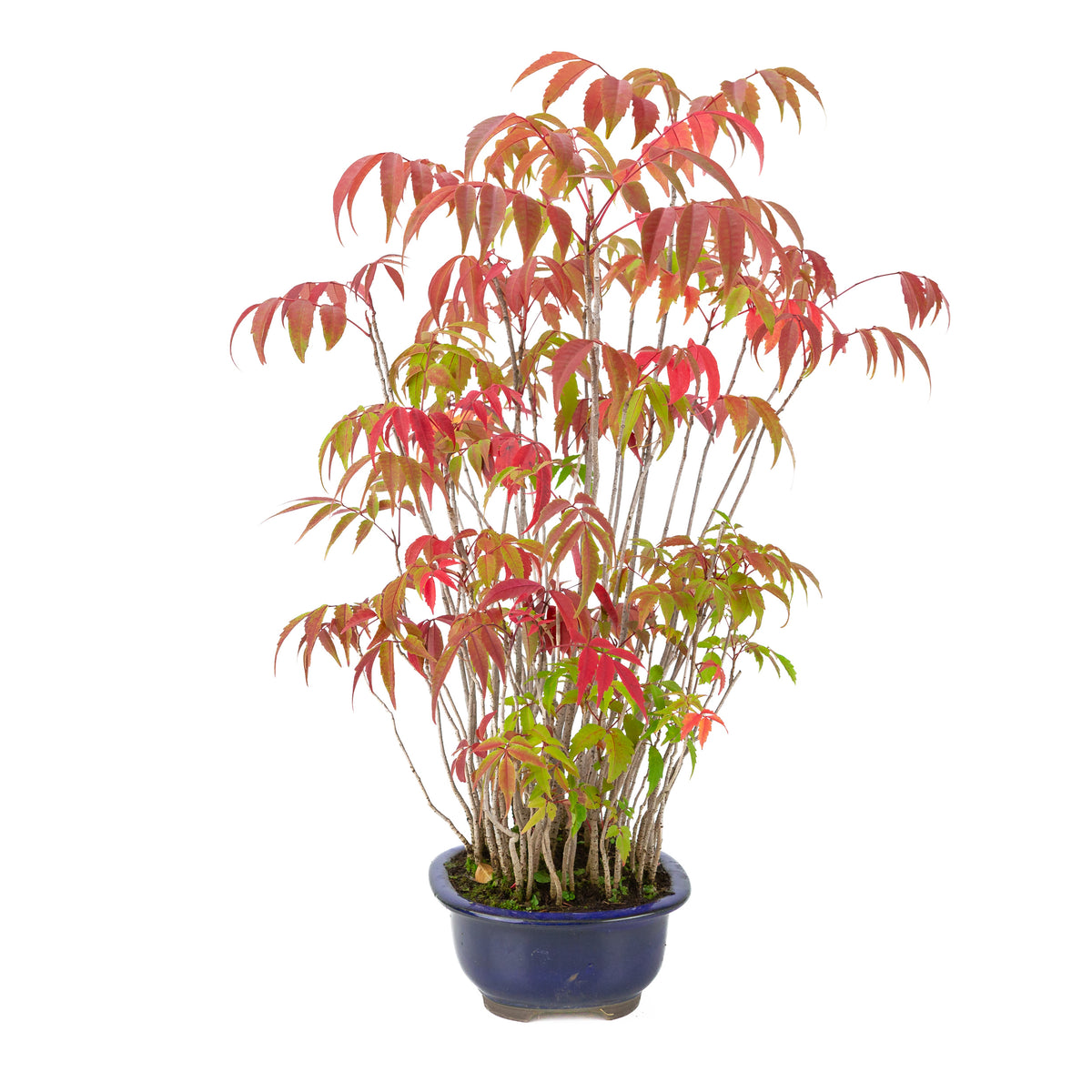 Rhus succedanea (Japansk voks-sumak) blå oval krukke, højde ~47cm