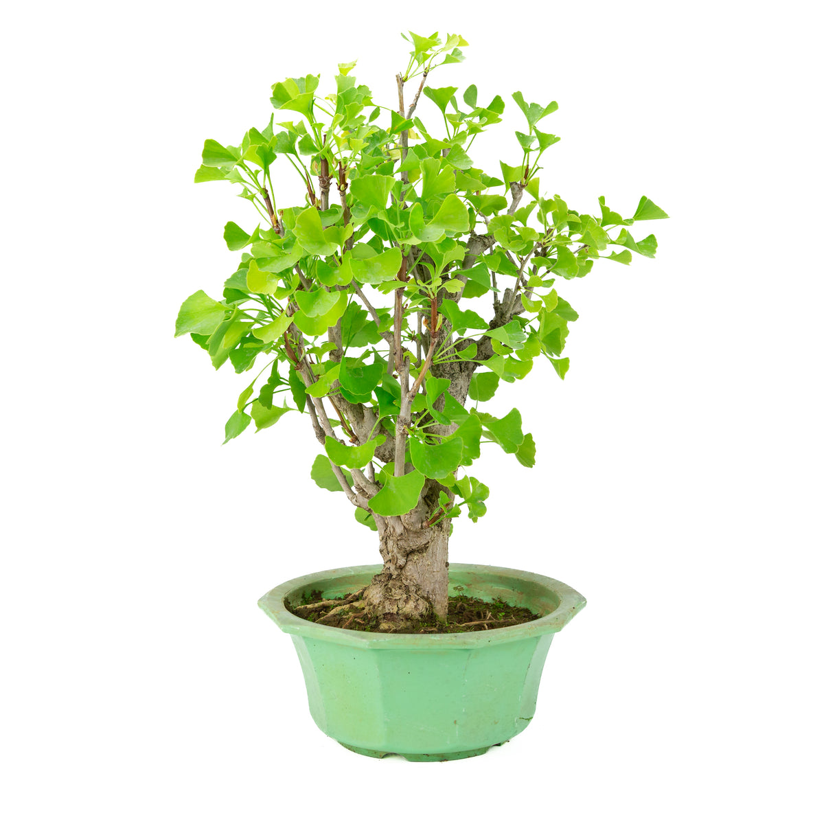 Ginkgo biloba (Tempeltræ) i grøn plastikpotte, højde ~50 cm