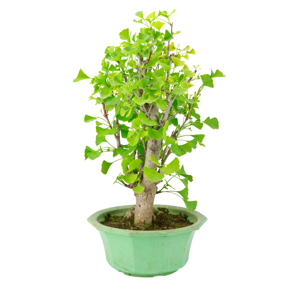 Ginkgo biloba (Tempeltræ) i grøn plastikpotte, højde ~50 cm