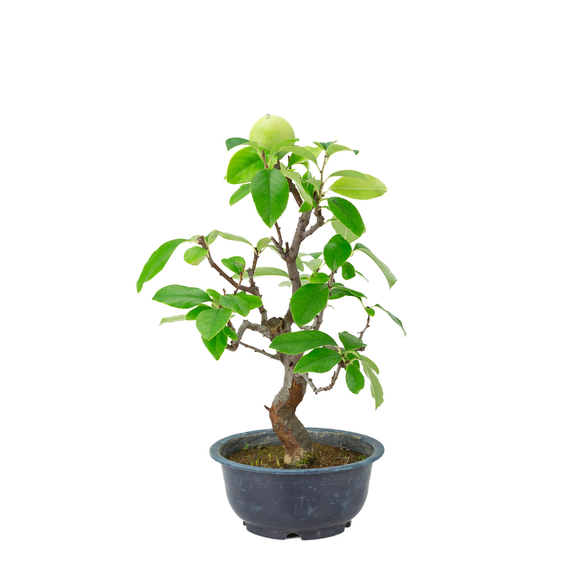 Chaenomeles sinensis (kinesisk kvæde) blå plastpotte, højde ~39 cm