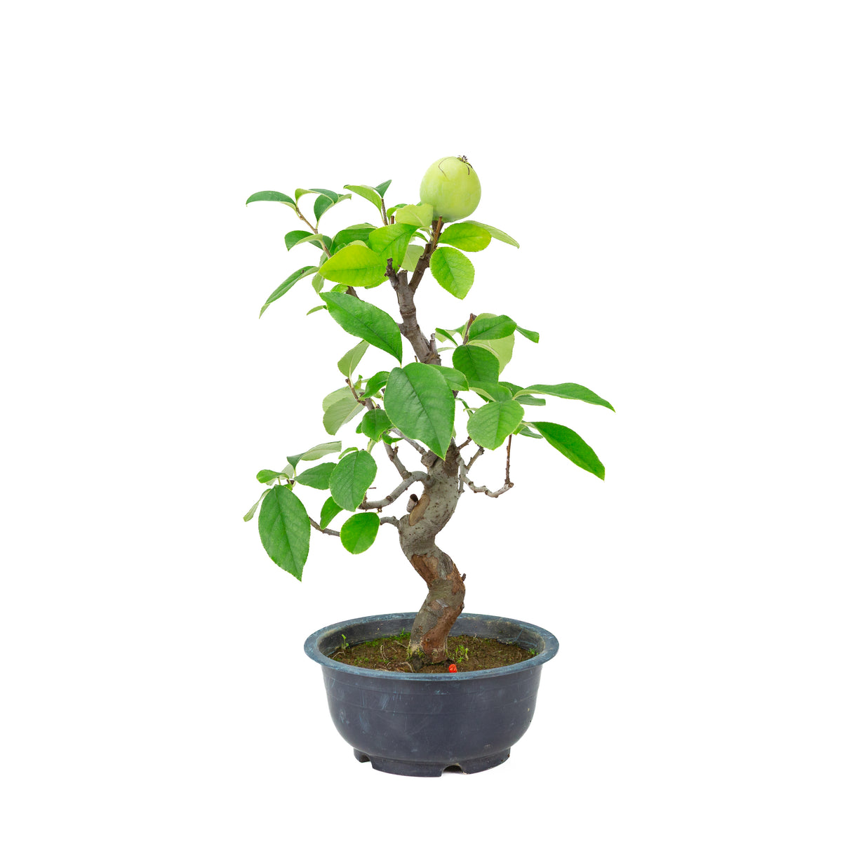 Chaenomeles sinensis (kinesisk kvæde) blå plastpotte, højde ~39 cm