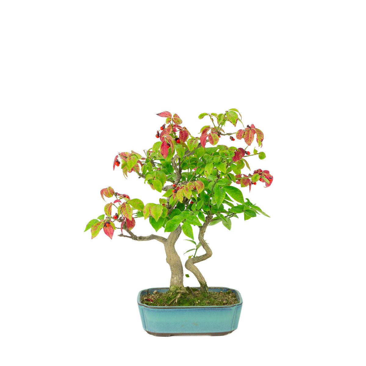 Euonymus alatus (vingerbølbusk) blå rektangulær potte, højde ~34cm