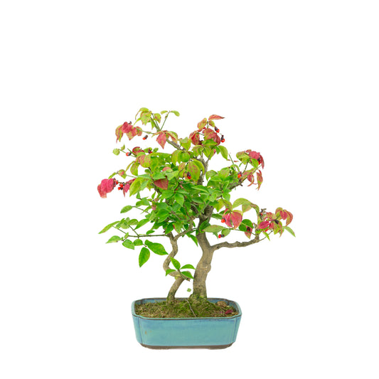 Euonymus alatus (vingerbølbusk) blå rektangulær potte, højde ~34cm