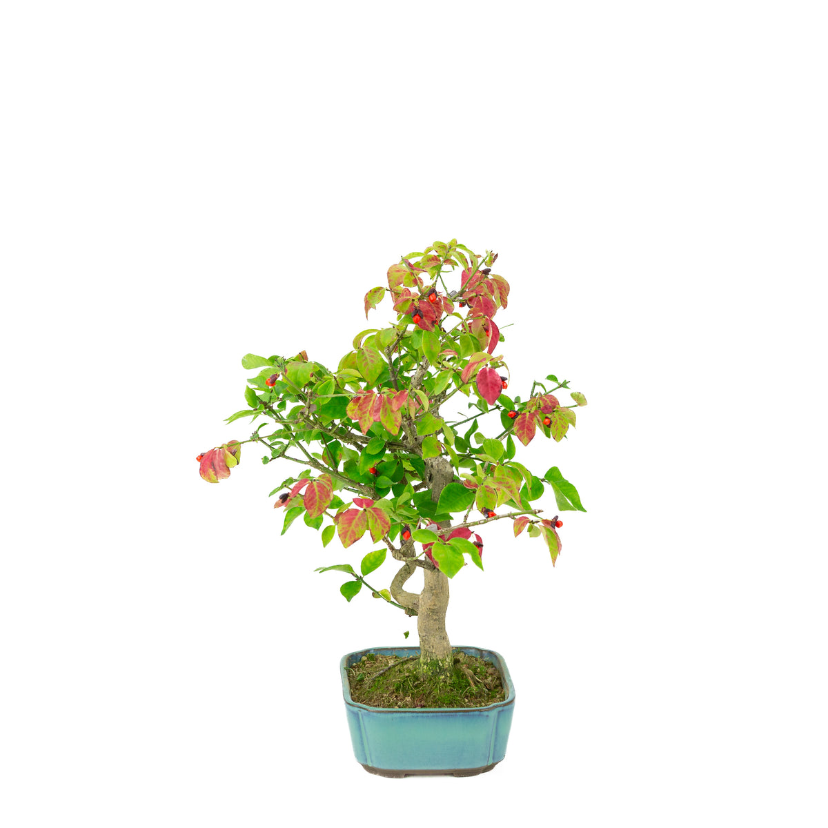 Euonymus alatus (vingerbølbusk) blå rektangulær potte, højde ~34cm