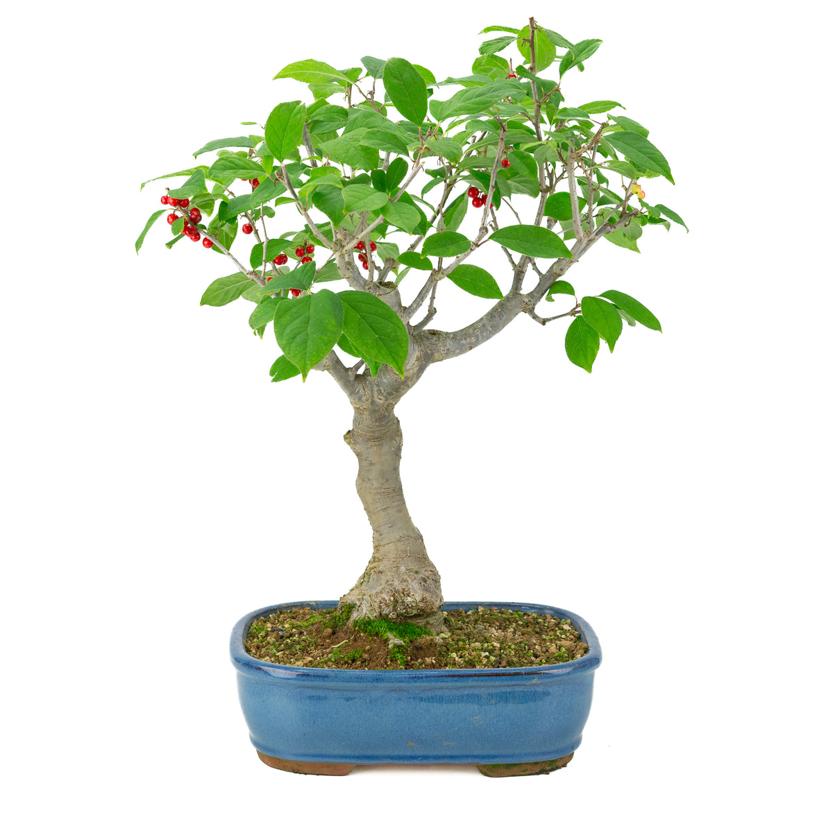 Ilex serrata blå rektangulær potte, højde ~50 cm