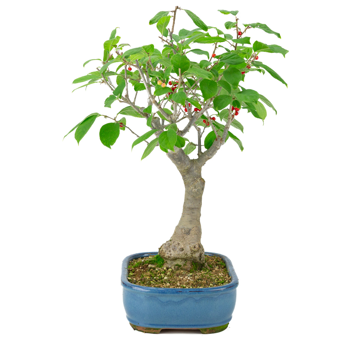 Ilex serrata blå rektangulær potte, højde ~50 cm