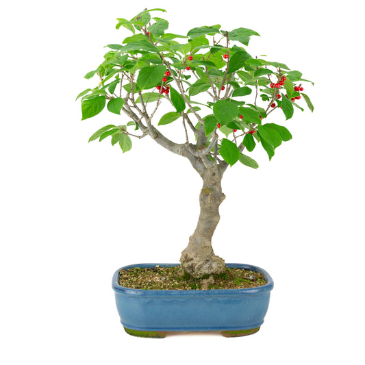Ilex serrata blå rektangulær potte, højde ~50 cm
