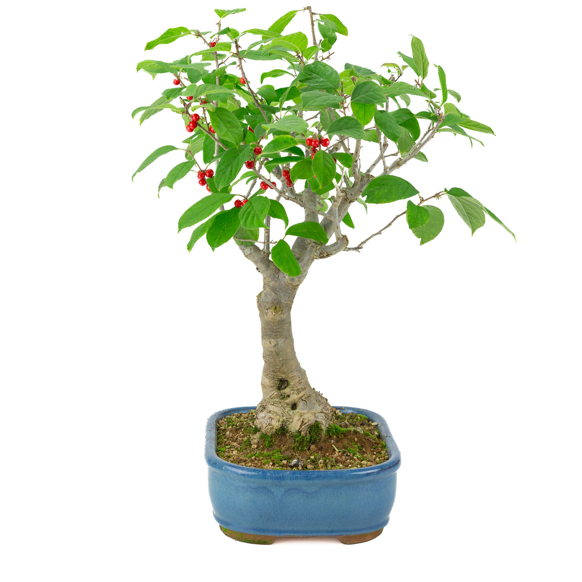 Ilex serrata blå rektangulær potte, højde ~50 cm