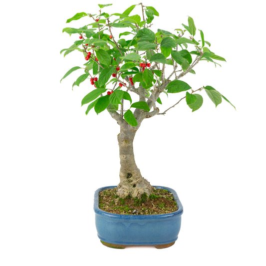 Ilex serrata blå rektangulær potte, højde ~50 cm