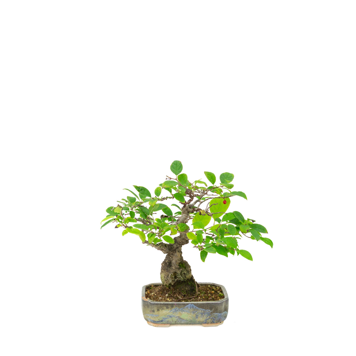 Ilex serrata i malet potte, højde ~25cm