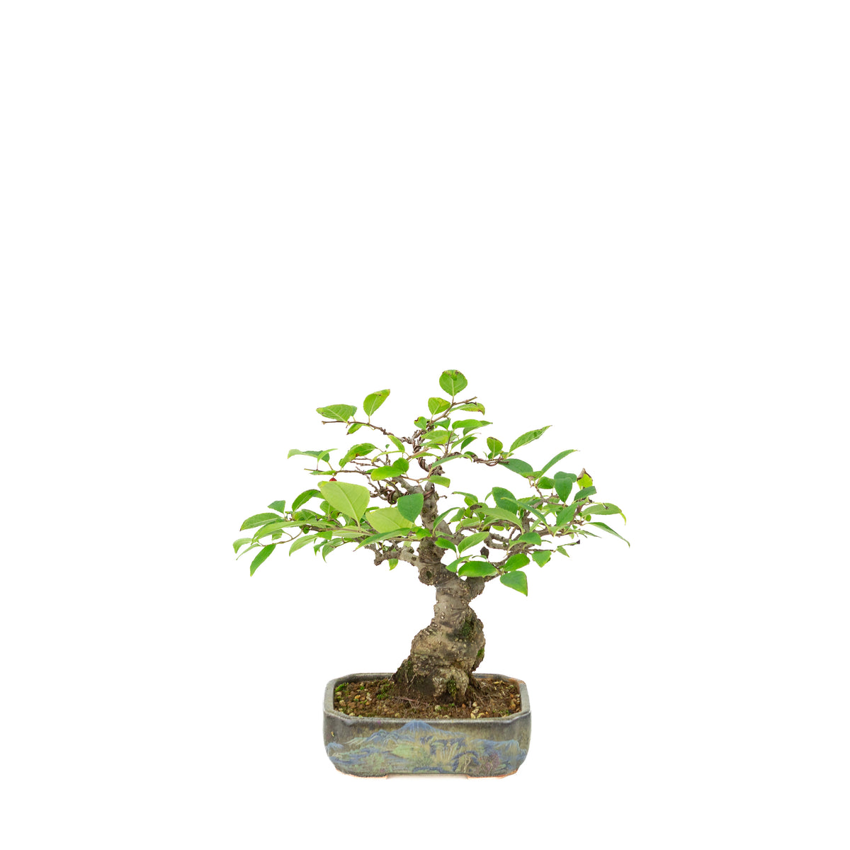 Ilex serrata i malet potte, højde ~25cm