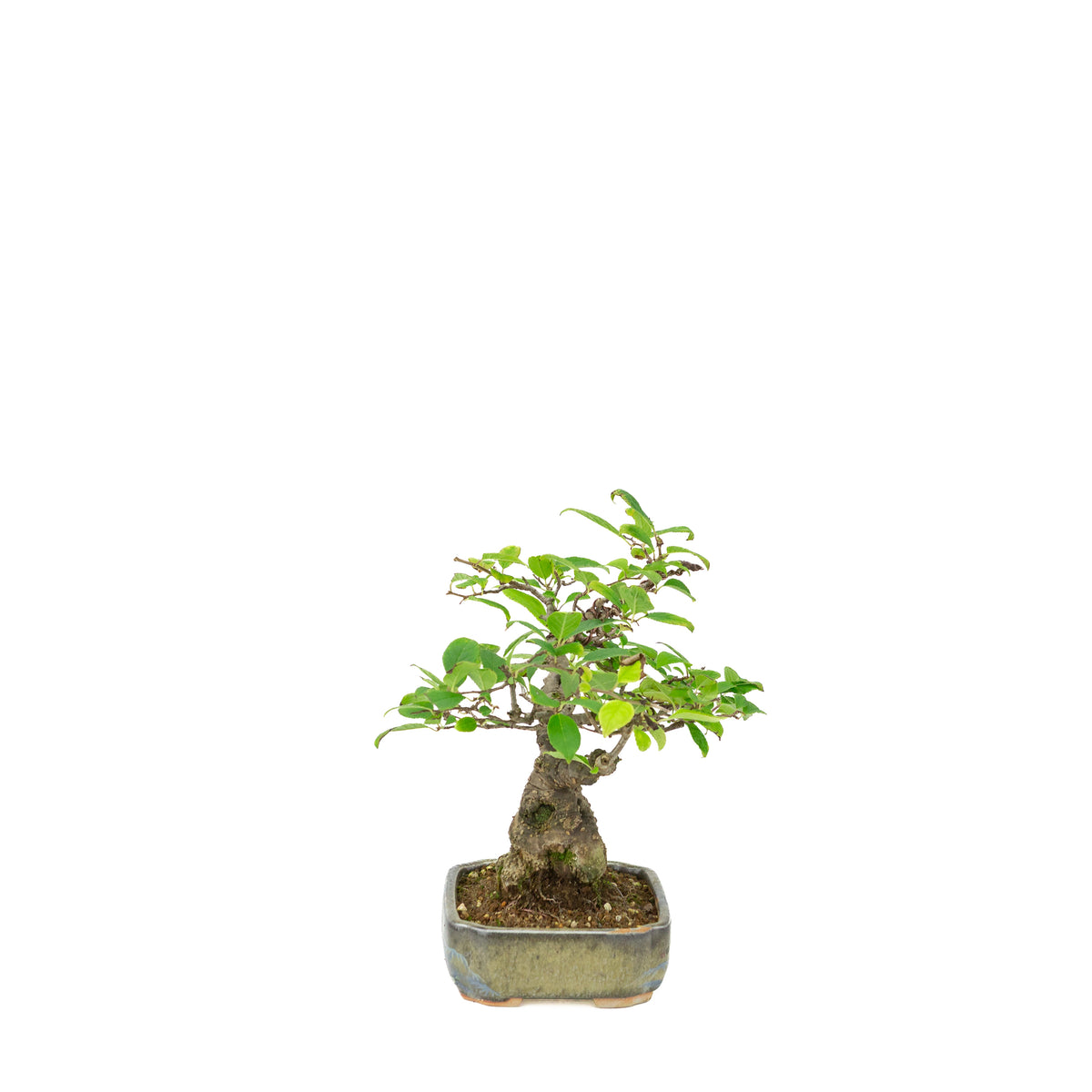 Ilex serrata i malet potte, højde ~25cm