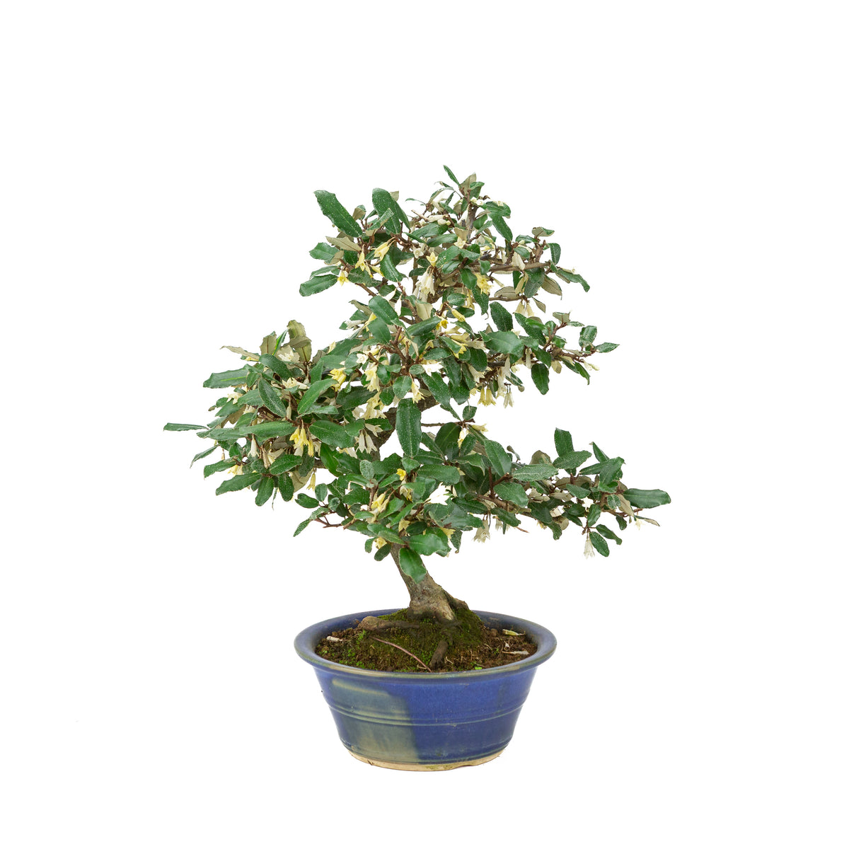 Elaeagnus pungens (Pigget sølvblad) i blå rund potte, højde ~38 cm