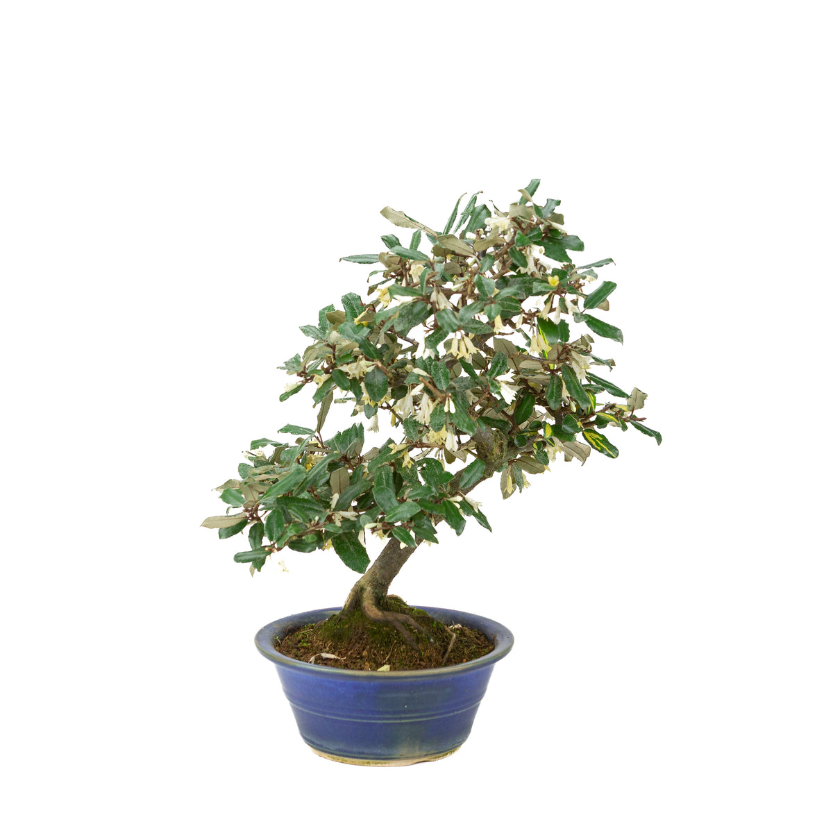 Elaeagnus pungens (Pigget sølvblad) i blå rund potte, højde ~38 cm