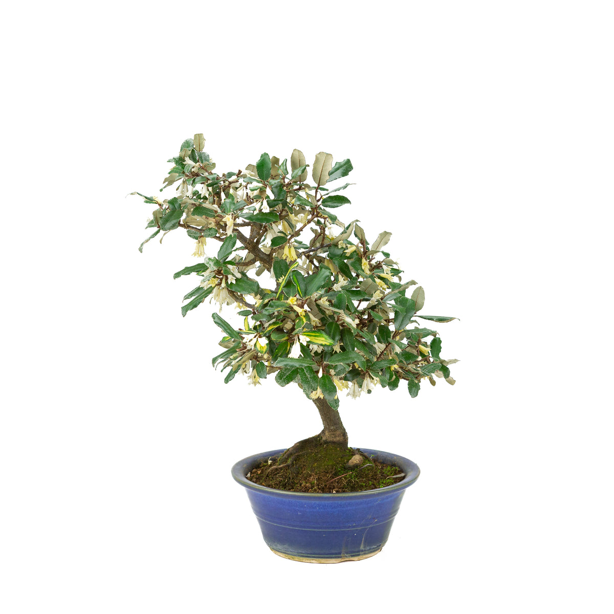 Elaeagnus pungens (Pigget sølvblad) i blå rund potte, højde ~38 cm