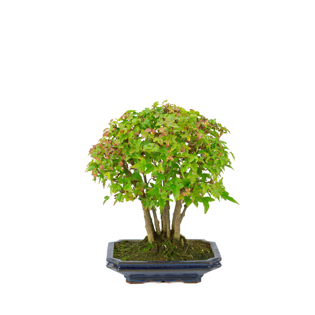 Acer buergerianum (Tretandet ahorn) blå rektangulær potte, højde ~32 cm