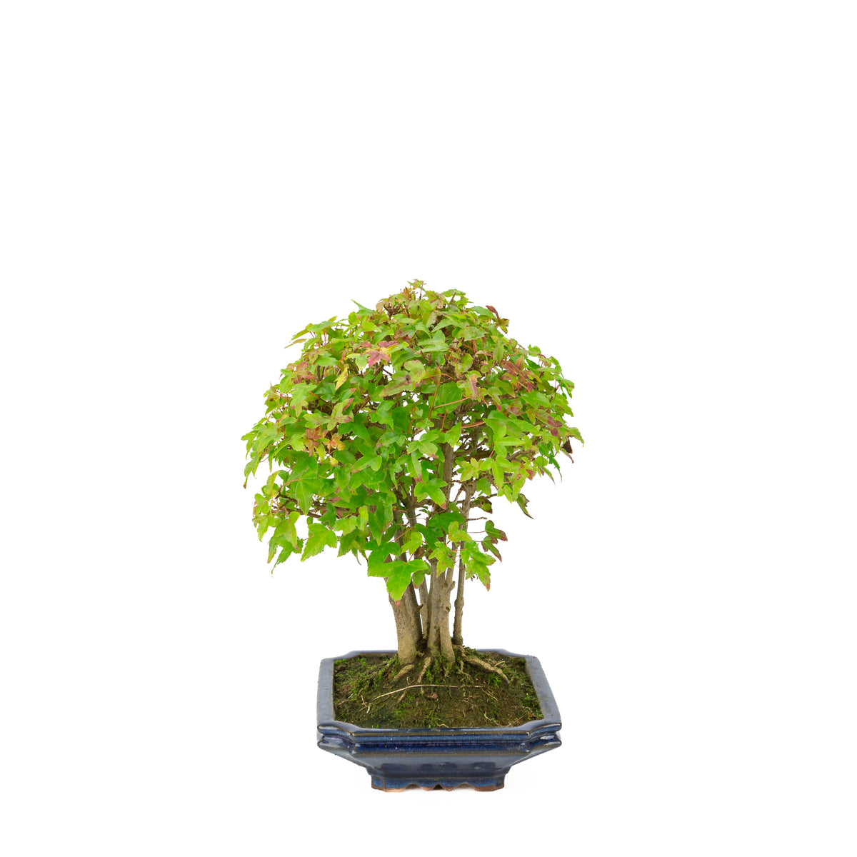 Acer buergerianum (Tretandet ahorn) blå rektangulær potte, højde ~32 cm