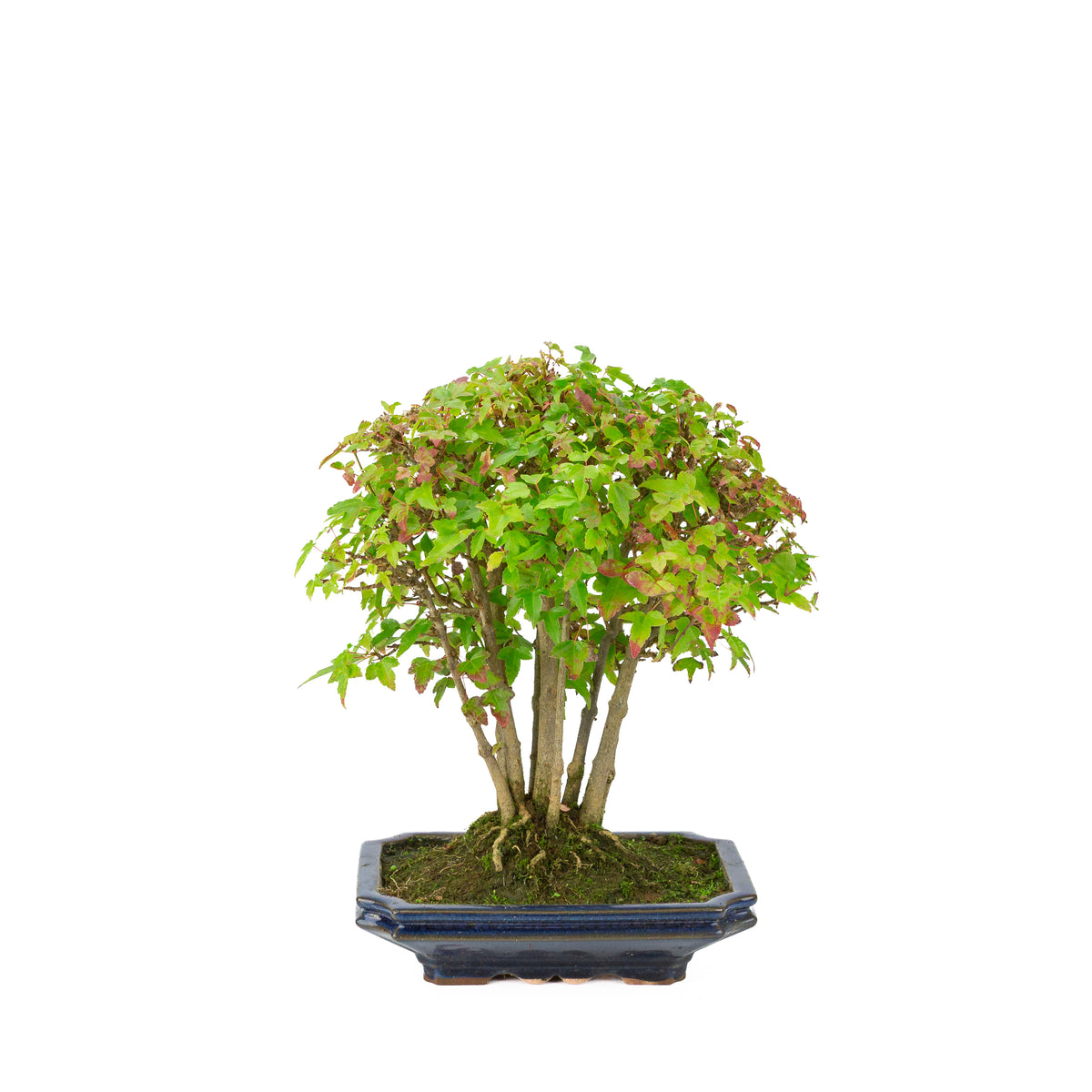 Acer buergerianum (Tretandet ahorn) blå rektangulær potte, højde ~32 cm