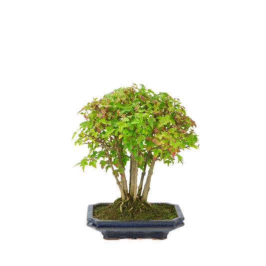 Acer buergerianum (Tretandet ahorn) blå rektangulær potte, højde ~32 cm