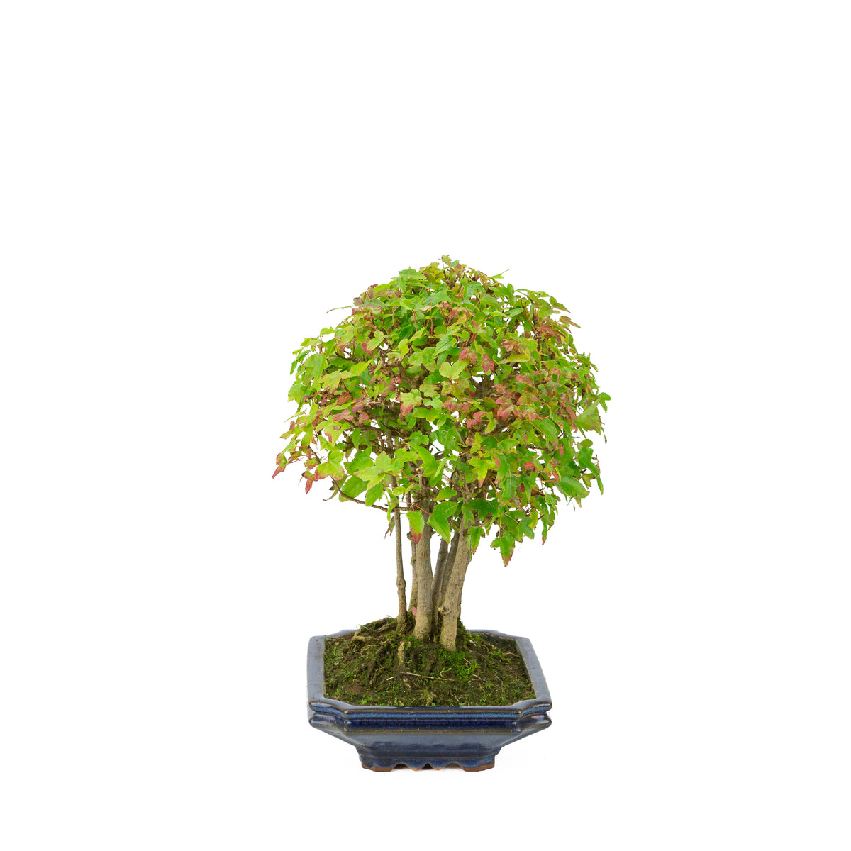 Acer buergerianum (Tretandet ahorn) blå rektangulær potte, højde ~32 cm