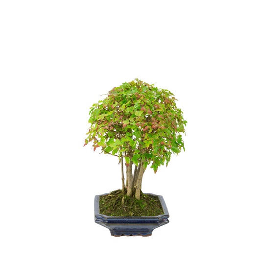 Acer buergerianum (Tretandet ahorn) blå rektangulær potte, højde ~32 cm