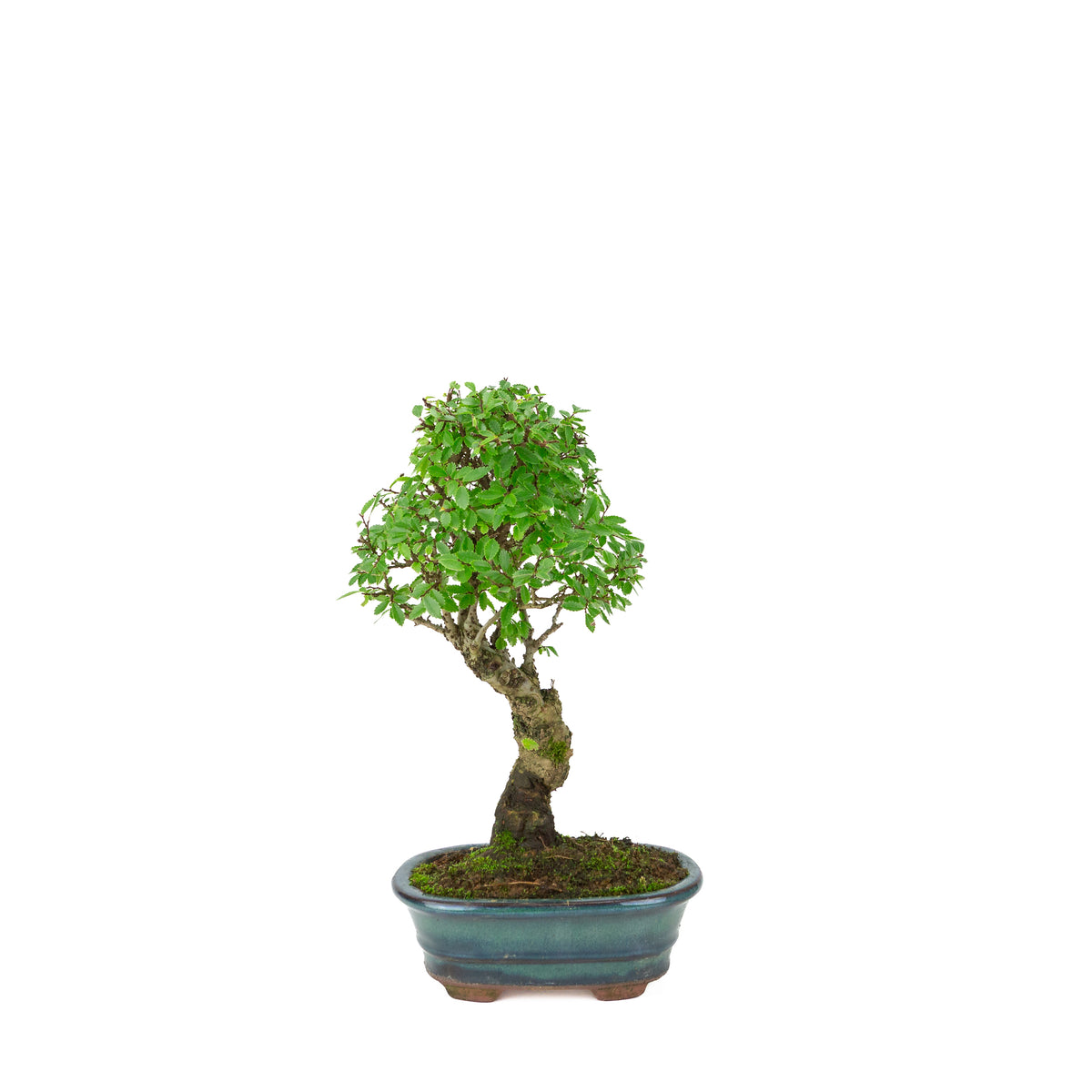Zelkova nire (Japansk elmetræ) i grøn oval potte, højde ~31 cm