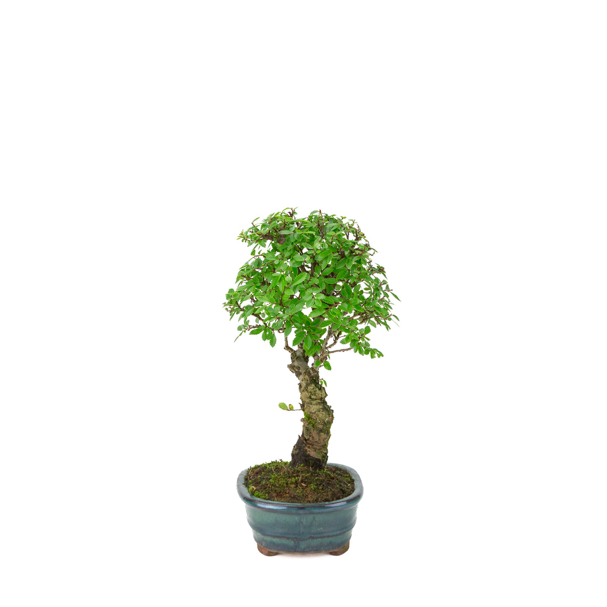 Zelkova nire (Japansk elmetræ) i grøn oval potte, højde ~31 cm