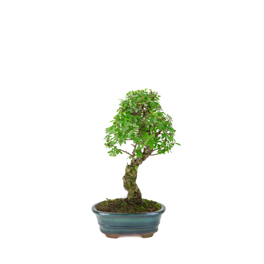 Zelkova nire (Japansk elmetræ) i grøn oval potte, højde ~31 cm