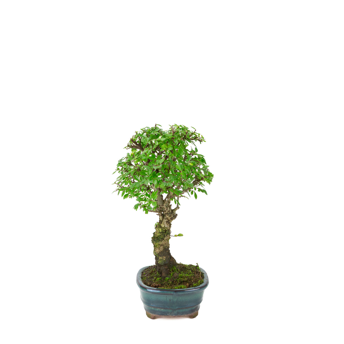 Zelkova nire (Japansk elmetræ) i grøn oval potte, højde ~31 cm