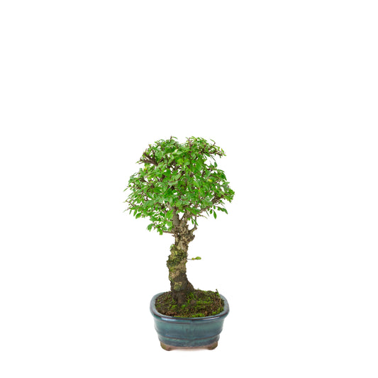 Zelkova nire (Japansk elmetræ) i grøn oval potte, højde ~31 cm