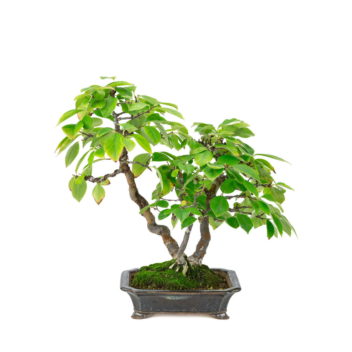 Chaenomeles sinensis (kinesisk kvæde) i blåsort rektangulær potte, højde ~38 cm