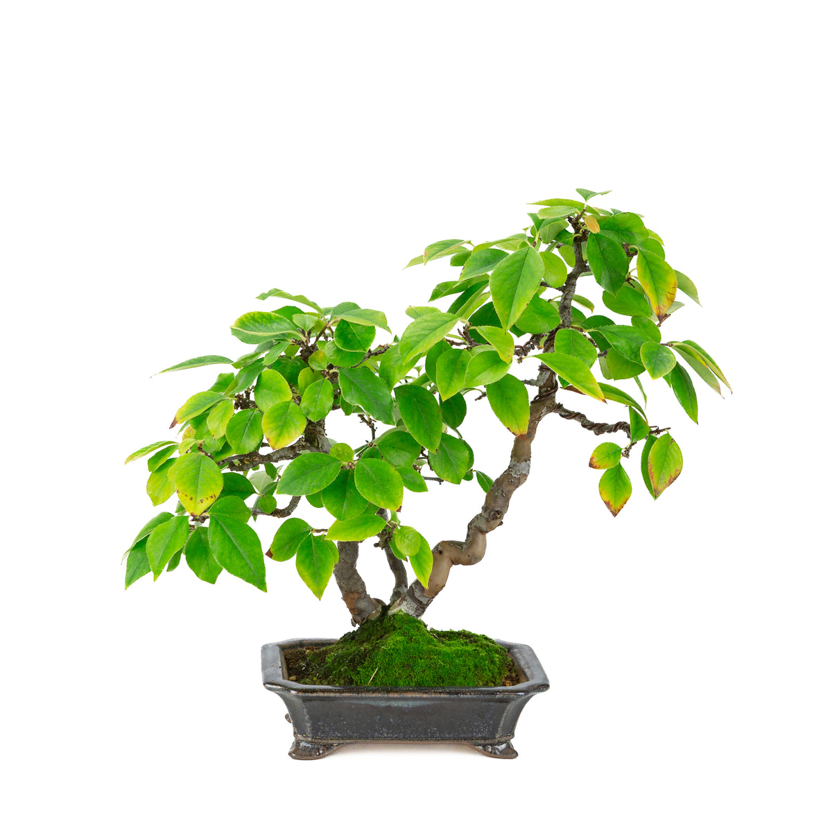 Chaenomeles sinensis (kinesisk kvæde) i blåsort rektangulær potte, højde ~38 cm