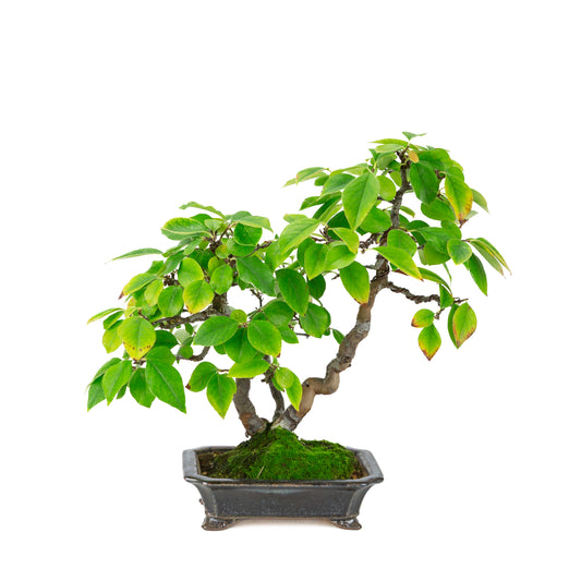 Chaenomeles sinensis (kinesisk kvæde) i blåsort rektangulær potte, højde ~38 cm