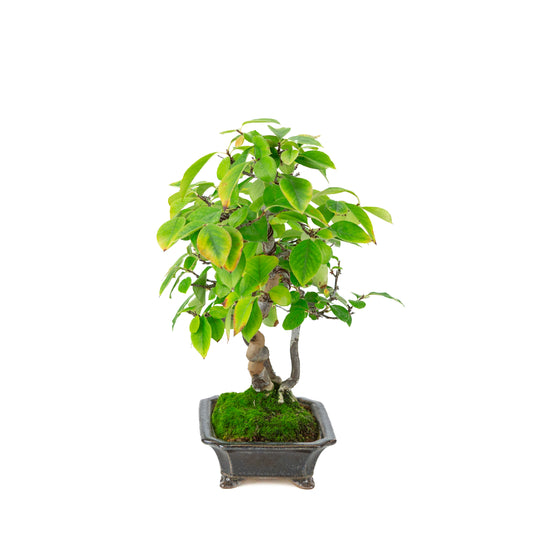 Chaenomeles sinensis (kinesisk kvæde) i blåsort rektangulær potte, højde ~38 cm