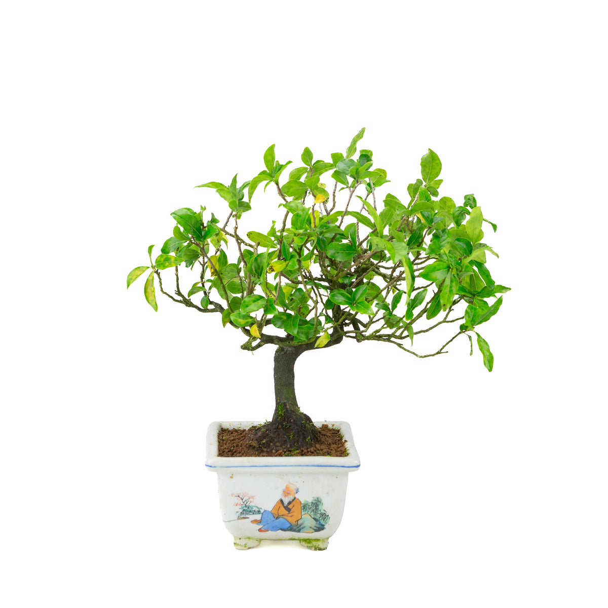 Diospyros kaki (kakitræ) malet firkantet krukke, højde ~37 cm