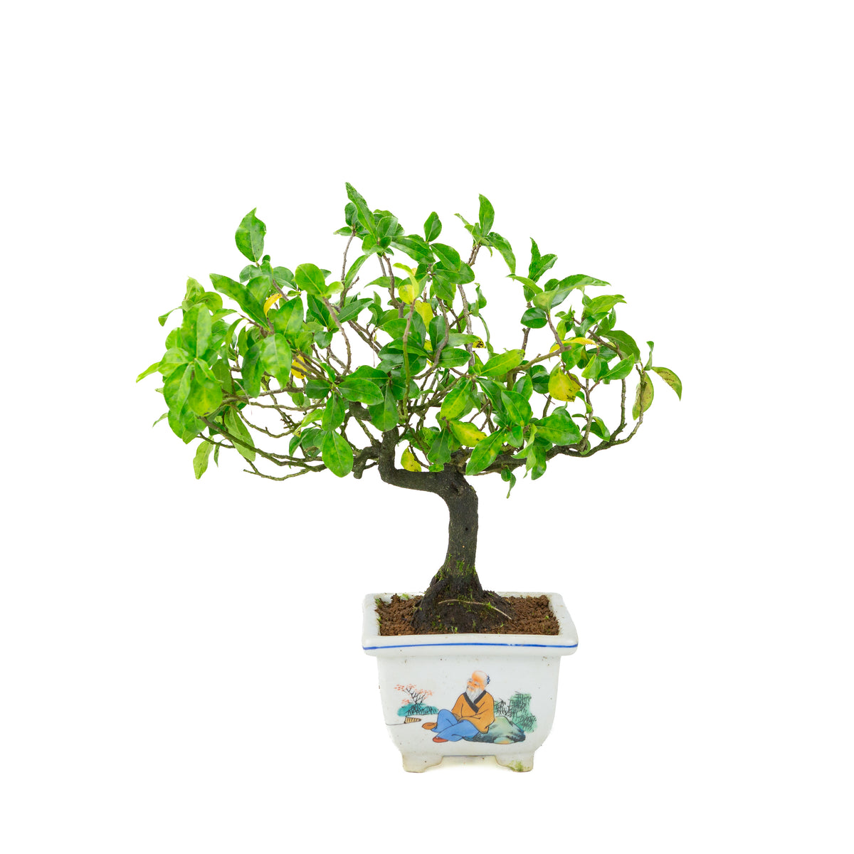 Diospyros kaki (kakitræ) malet firkantet krukke, højde ~37 cm
