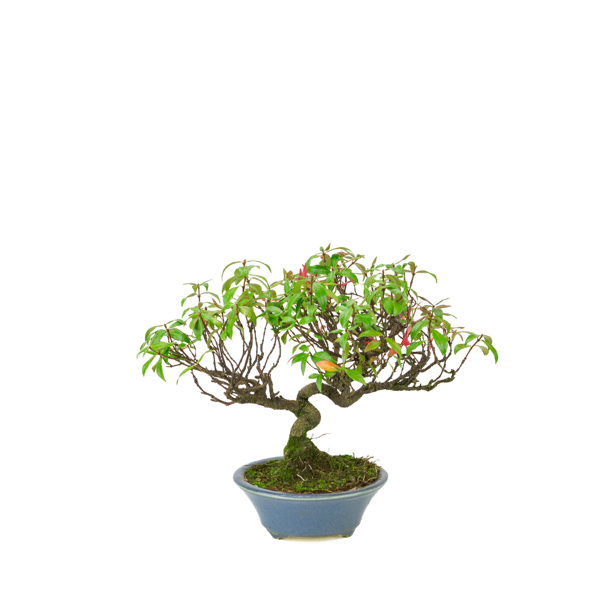 Trachelospermum jasminoides (stjernejasmin) i lyseblå rund krukke, højde ~27 cm
