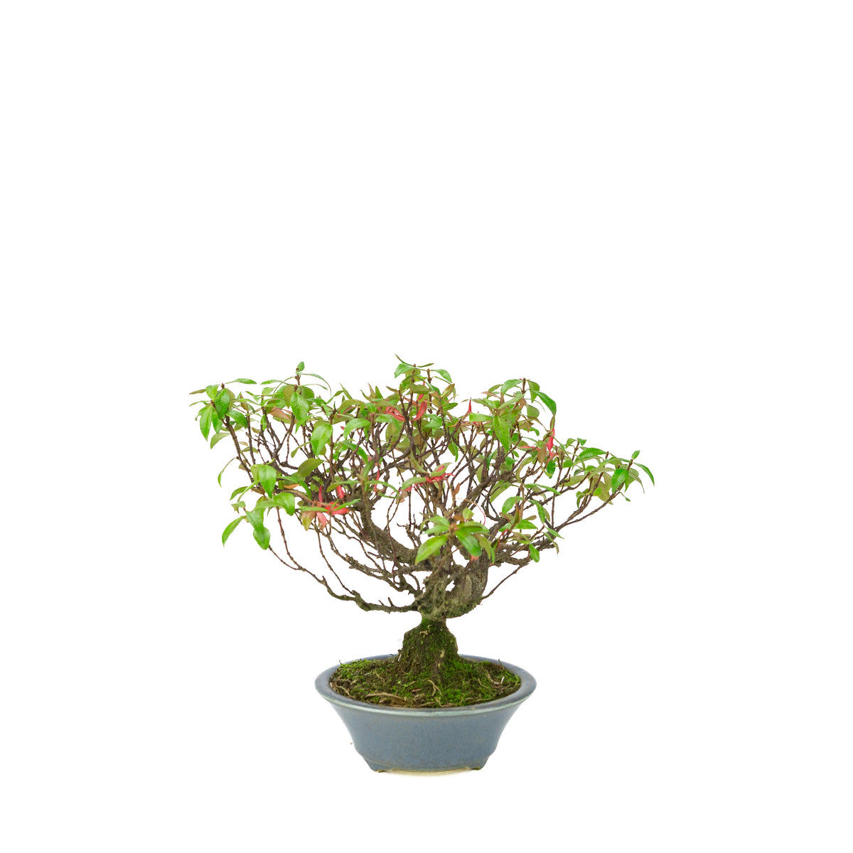 Trachelospermum jasminoides (stjernejasmin) i lyseblå rund krukke, højde ~27 cm