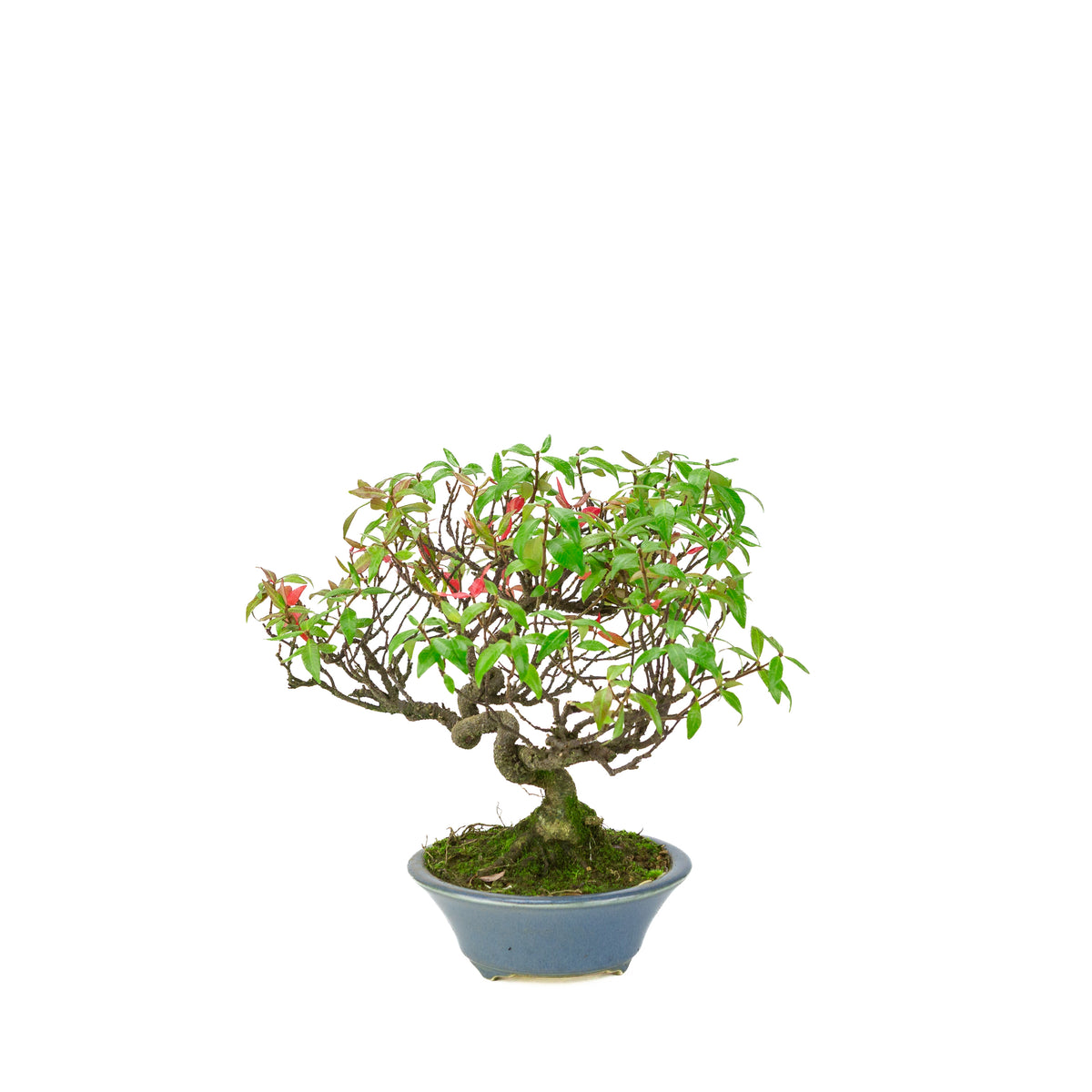 Trachelospermum jasminoides (stjernejasmin) i lyseblå rund krukke, højde ~27 cm
