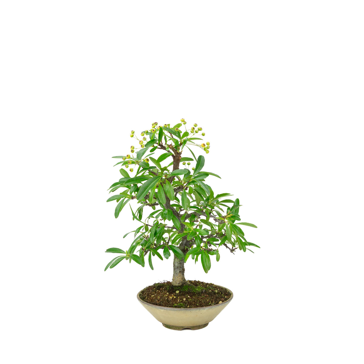 Pyracantha angustifolia (Ildtorn) beige rund pot, højde ~32 cm